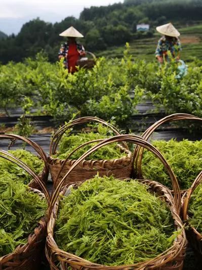 Vine tea planting base