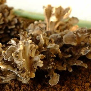 Maitake Mushroom Maitake Mushroom